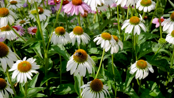 Flowers Are Echinacea Lavender White Bloom On A Sunny Summer Day
