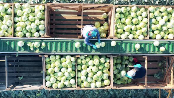 Farmworkers are Unloading Conveyor with Cabbage in a Top View