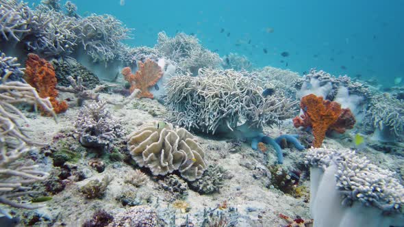 Coral Reef with Fish Underwater. Leyte, Philippines