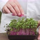 Scientist Pours the Liquid From the Test Tube Into the Greenery Seedlings - VideoHive Item for Sale