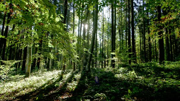 TRACKING SLIDER magical shot in lush summer forest, Romania