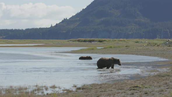 Two Grizzly Bears Walking Out of Pond