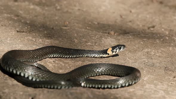 A Black Snake Basks on a Rock