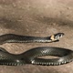 A Black Snake Basks on a Rock - VideoHive Item for Sale