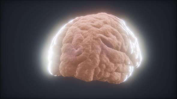 Loop Rotating Human Brain Animation alt