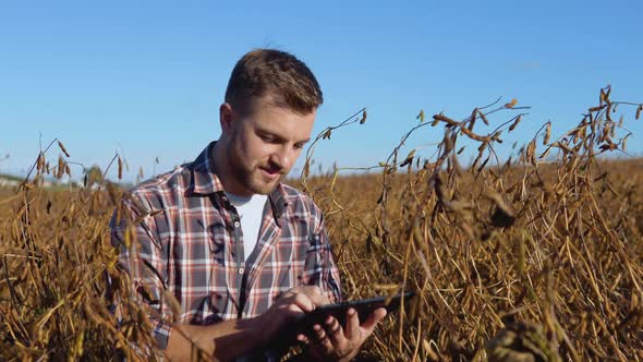 A Farmer or Agronomist Sits in the Middle of a Mature Soybean in a Field and Makes Notes on a Tablet