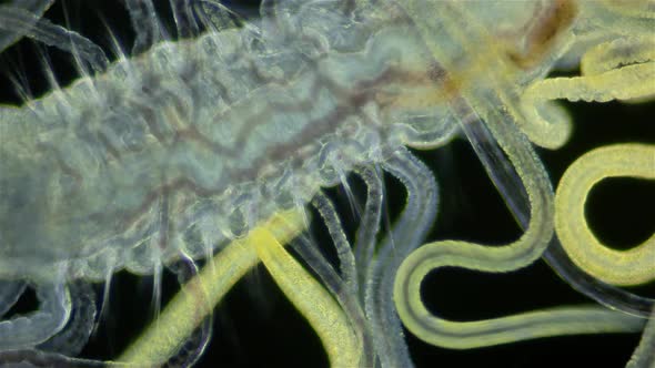 Worm Polychaeta under a microscope. Family Cirratulidae