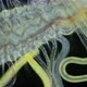 Worm Polychaeta under a microscope. Family Cirratulidae - VideoHive Item for Sale