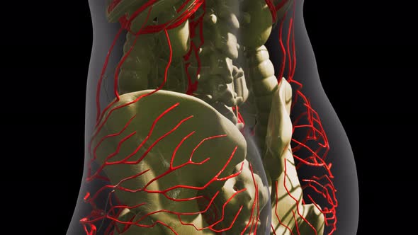 Science Anatomy of Human Blood Vessels alt