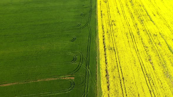 Blooming field with rapeseed and wheat