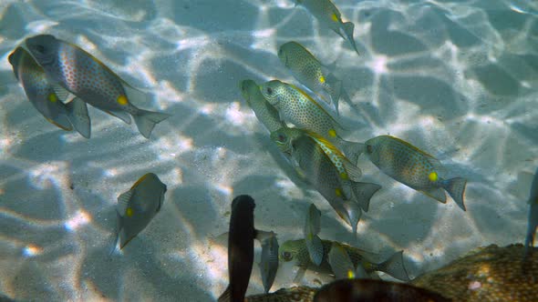 Underwater Video of Golden Rabbitfish or Siganus Guttatus School in Coral Reef of Thailand