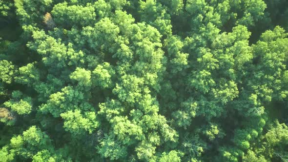 Aerial Video of Forest in Summer at Sunset. Countryside