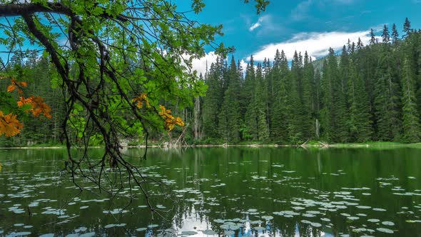 Mountain Snake Lake  Zmijinje Jezero in Spruce Forest on a Background of Blue Sky