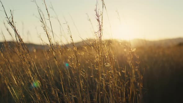 Shrubs At Sunset Light