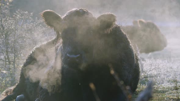 Beautiful static shot of a galloway cow laying down on a chilly morning with misty breath, slow moti