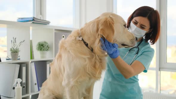 Golden Retriever Dog in Veterinary Clinic