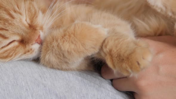 Woman Is Stroking Cute Ginger Cat on Her Knees