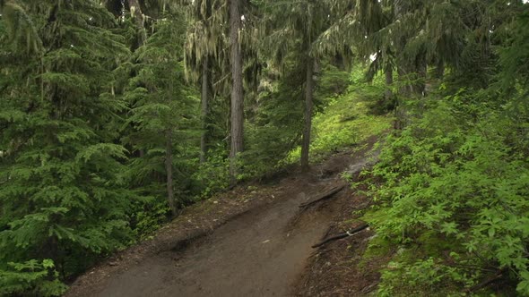 A young man mountain biking in a forest on a mountain.