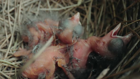 Hungry newborn cardinal hatchlings crying for food from their mother in the nest.
