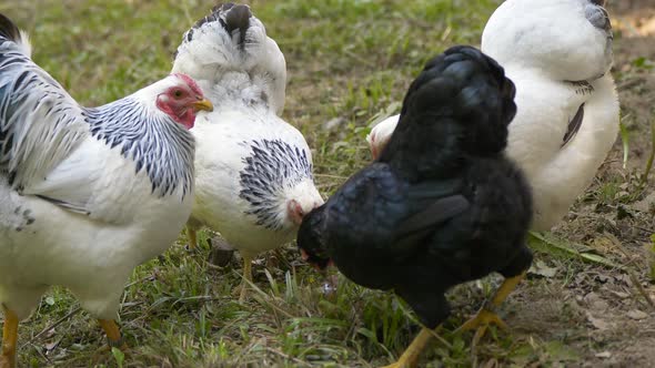 Close up shot of white and black chickens grazing on green meadow at farmland - prores footage