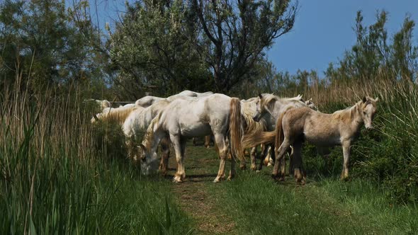 White Camargue horses, Camargue, France