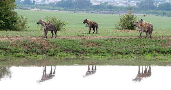 Spotted Hyena, crocuta crocuta, Group standing at Pond, Masai Mara Park in Kenya, Real Time 4K