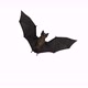 Bat Flying Bottom Wiew 4K Looped - VideoHive Item for Sale