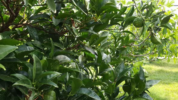 Unripe green oranges on branches close up