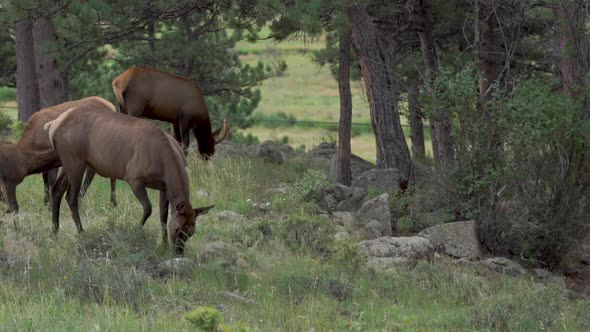 Heard of elk walking in forest