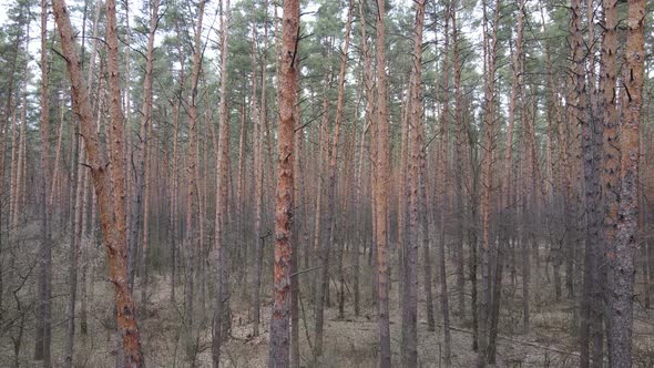 Forest Landscape Aerial View Slow Motion