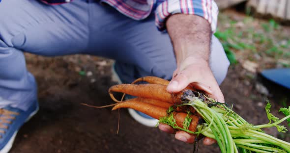 Man cultivating a carrot in garden house