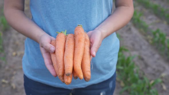 The Farmer Is Holding a Biological Product of Carrots