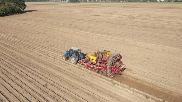Farm Tractor Collects Ripe Tubers Of Potatoes Vegetables In Agricultural Field
