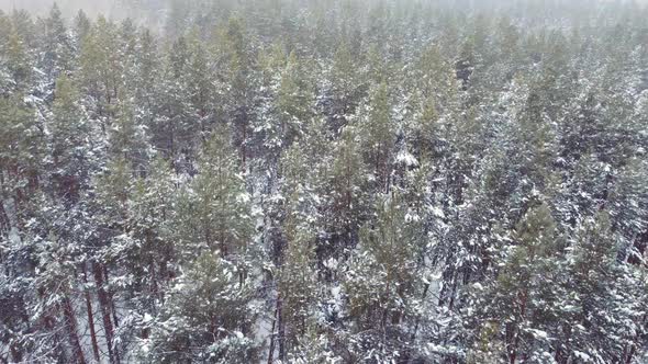 Breath Taking Fly Drone in Calm Snowfall Over Snowy Fir and Pine Trees