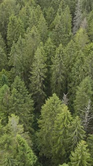 Aerial View of Trees in the Forest