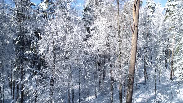 Flying Between the Trees in Snowy Forest Winter