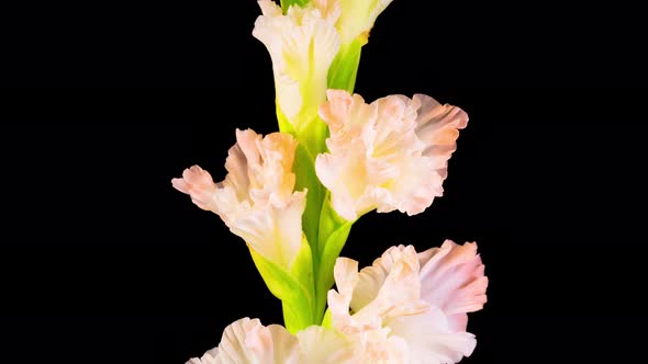 Time lapse of Opening White Gladiolus Flower