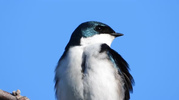 A single female Tree Swallow perches on a branch watching the world