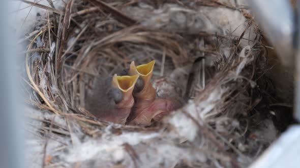 Newborn Chicks in the Nest Hungry Baby Birds of Swallows Open Yellow Mouths