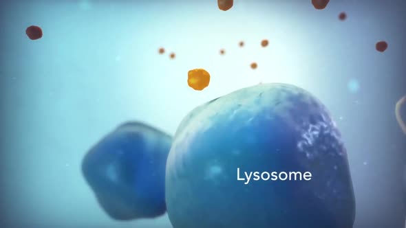Conceptual Visualization Of A Lysosome.