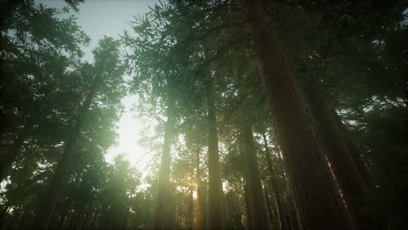 Redwood Forest Foggy Sunset Scenery