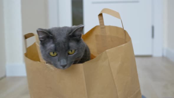 A Cute Gray Cat in a Knitted Cardigan Sits in a Paper Bag