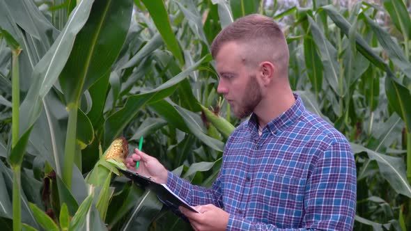 A Plant Specialist with Notebook, Checking the Field Corn a Background of Greenery. Concept Ecology