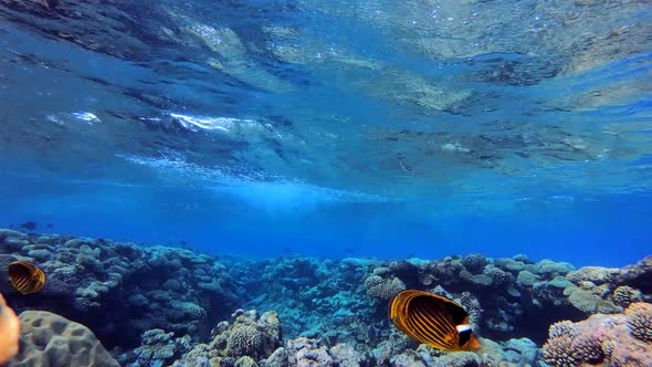 Waves and Coral Reef