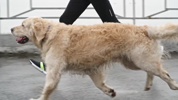 Cute Retriever and His Owner Running Along Pier