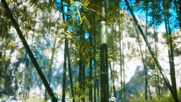 Asian Bamboo Forest with Sunlight