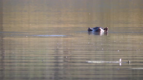 Two hippos in a lake in Waterberg