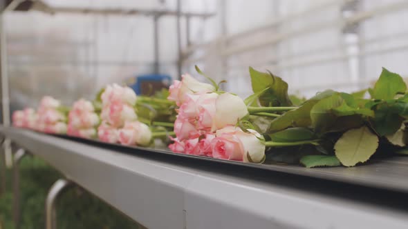 Beautiful Pink Roses on Conveyor
