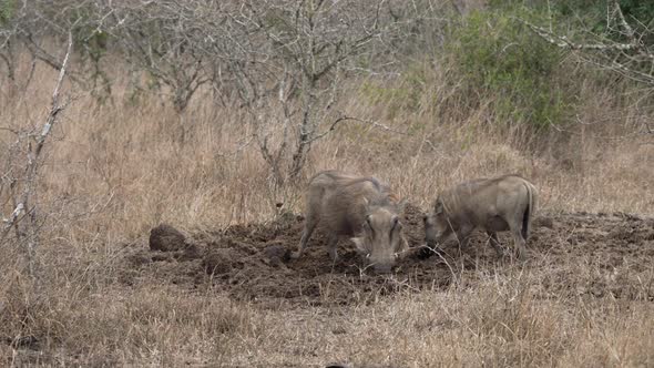 A warthog digging in rhino dung