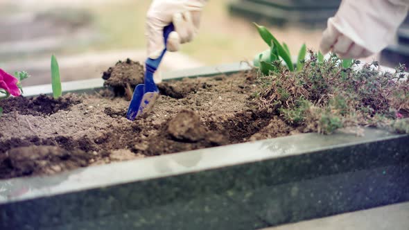 Memorial Graveyard Gravestone. Woman Planting Flowers On Grave. Flowers On Cemetery.